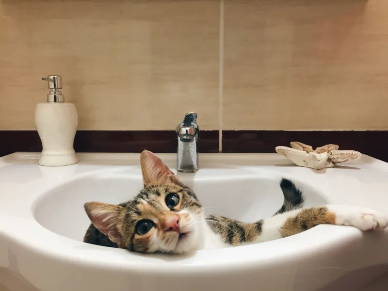 Perros, gatos y tuberías: guía para proteger tu instalación de fontanería cuando convives con mascotas
