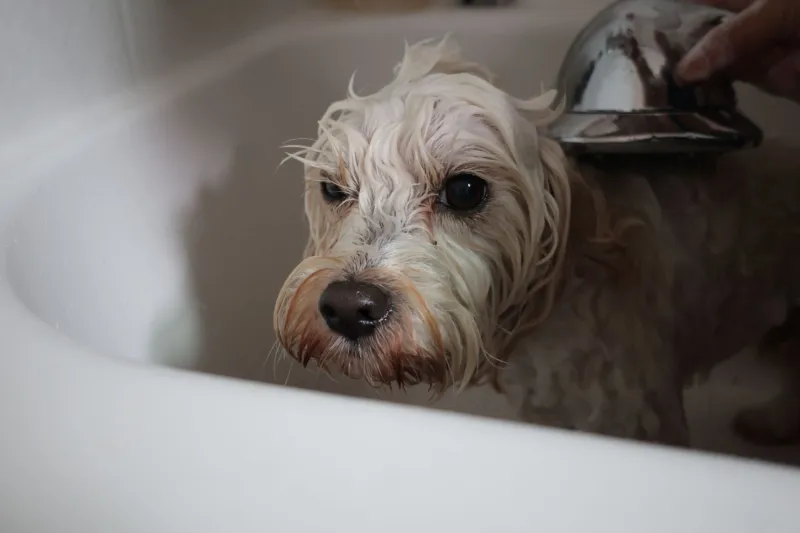 Mascotas en casa y tuberías en apuros: lo que su perro o gato hace al saneamiento sin que usted lo sepa